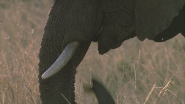 Single African elephant feeding, tusk and trunk