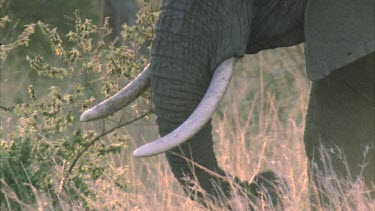 African elephants x2 feeding, tusk and trunk, walking across frame right to left