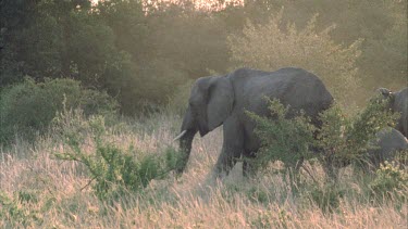 Herd African elephants 3x adult, 3x calf, rear shot, exiting frame left