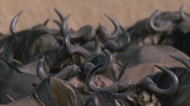 Head of wildebeest tightly framed showing horns graze on long grass