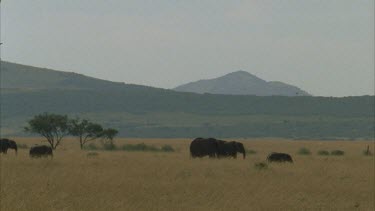 Elephants and calves graze in the distance