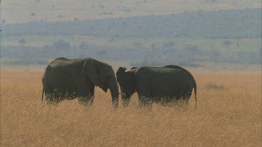 Two adult elephants nuzzle feed each other and link trunks then walk together slowly across savannah grassland various shots