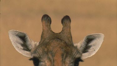 Giraffe horns eyes and ears . Giraffe turns to right of screen then turns back to face camera excellent shot