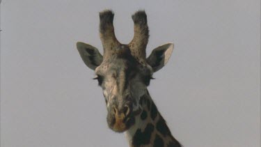 Giraffe facing camera against blue sky background then turns away excellent shot