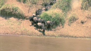 herd of wildebeest checks river for crocs before entering
