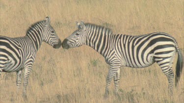 Two zebras nuzzle and sniff at each other playfully, occasionally one zebra snaps at his mate