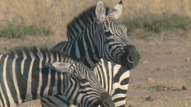 Two zebras nuzzle and sniff at each other playfully, occasionally one zebra snaps at his mate like a conversation