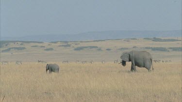 Elephant adults and calves walk across grassland, zebras wander around in background