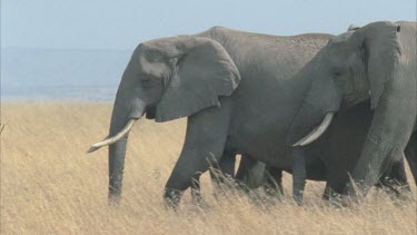 Herd of elephants make their way right to left of screen across savannah great shot