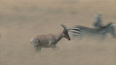 Topi runs across frame, left to right while other topi look on in background