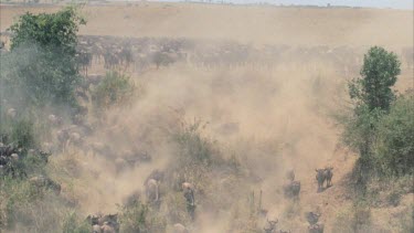 Large herd of wildebeest crossing river dusty bank dramatic footage