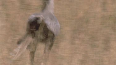 secretary bird chases then stomps on, kills and eats prey .