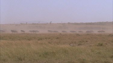 secretary bird chases then stomps on, kills and eats prey .