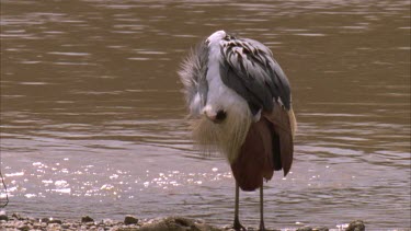 crested crane preening on riverbank