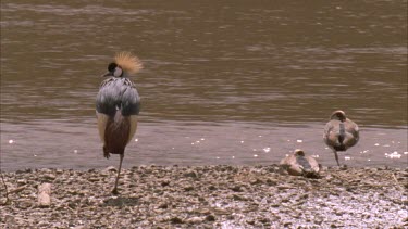 crested crane standing on one leg beside duck on one leg riverbank