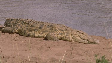 Nile croc mouth asleep wakes with a start then moves into water