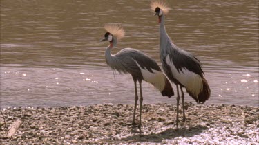 pair crested crane standing riverbank