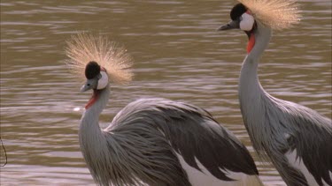 pair crested crane standing riverbank