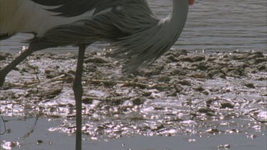 pair crested crane standing riverbank