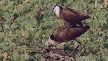 Africa jacanas mating on salvinia weed, nest with egg beside