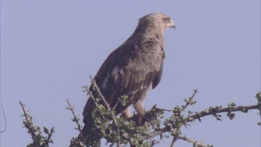 eagle alights from tree tops