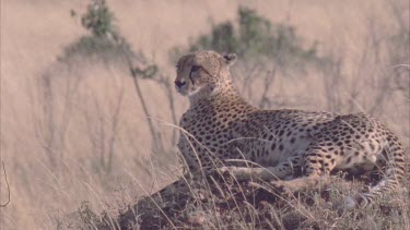cheetah on top of deserted termite mound