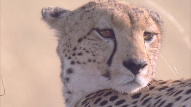 cheetah face looking