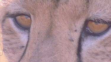 cheetah eyes looking flies drinking moisture around