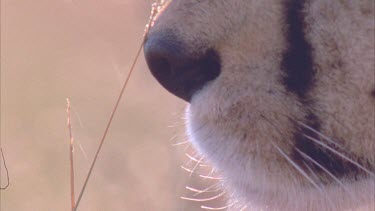 cheetah whiskers mouth