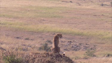 cheetah on top of deserted termite mound