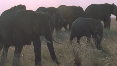 elephants grazing in herd
