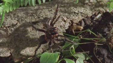 spider in attack position catches unsuspecting cricket that walks right under it. The spider contracts its body around its prey then carries it away.