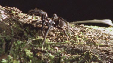 spider walking along mossy log