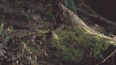 spider walking along mossy log