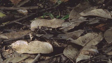 spider walking along brown leaf litter