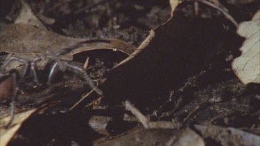 spider walking along brown leaf litter