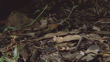 spider walking along brown leaf litter