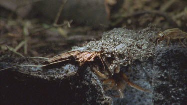 cricket walks over trapdoor, the spider is hidden in its burrow