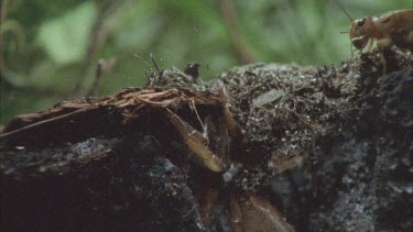 cricket walks over trapdoor, the spider is hidden in its burrow