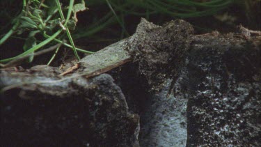 spider climbing to top of burrow and leaving legs over the edge