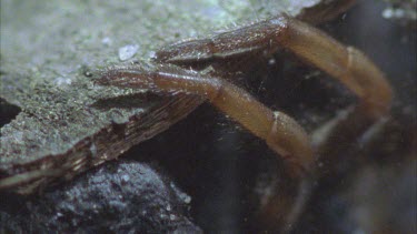 trapdoor spider legs sticking out of trapdoor