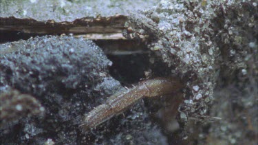 shot from above trapdoor. trapdoor spider legs sticking out of trapdoor.