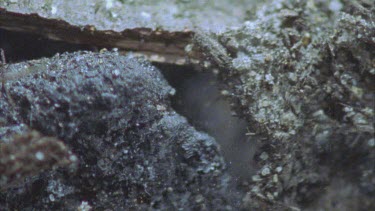 shot from above trapdoor The spider quickly withdraws its leg back into the borrow. It moves around inside the burrow but is barely visible.