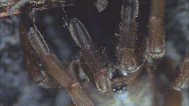 lots of legs, little eyes. Spider hiding in its burrow. Looks upside down.