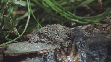 spider in burrow just beneath trapdoor, waiting for prey to cross trap lines