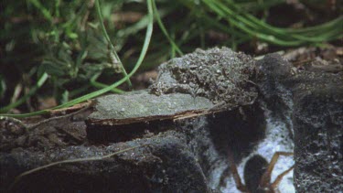 spider moves to top of burrow, mouth of trapdoor