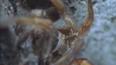 spider crawling out of burrow