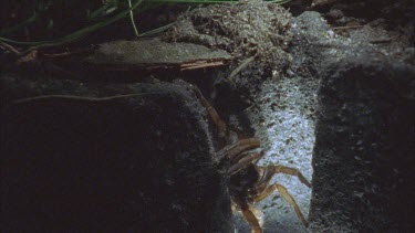 spider waiting in burrow