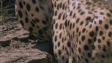 spots on back and rump, cheetah looking around, cheetah drinking.