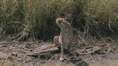 cheetah looking around completely twisting its neck. It stands up and moves off